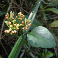 Cissus quadrangularis L.